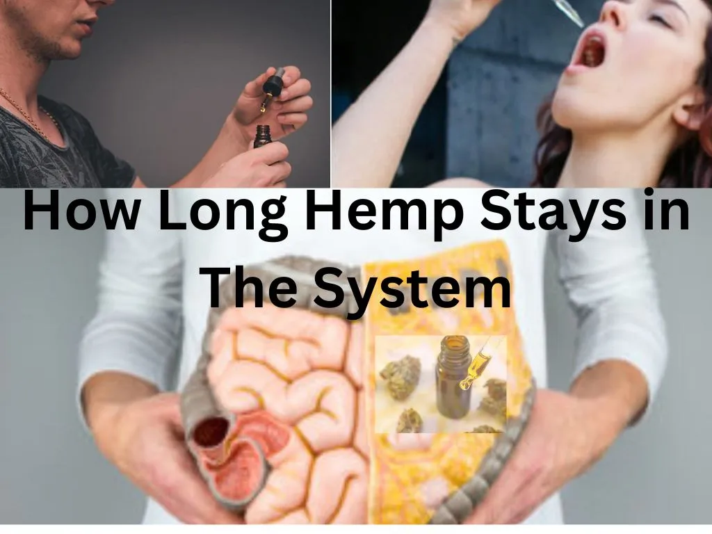 how long hemp stays in the system