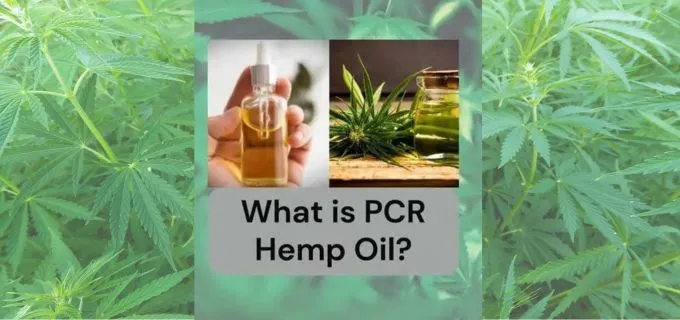 What is PCR Hemp Oil