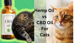 Hemp Oil vs CBD Oil For Cats