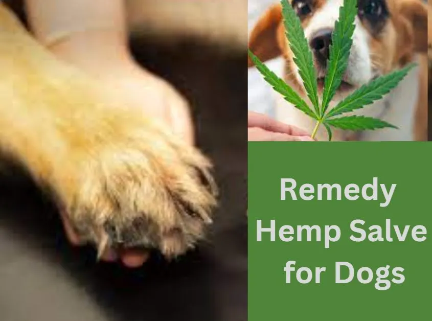 Remedy Hemp Salve for Dogs