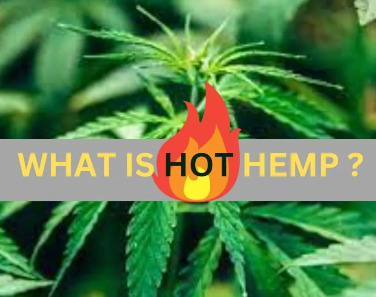 What is Hot Hemp?