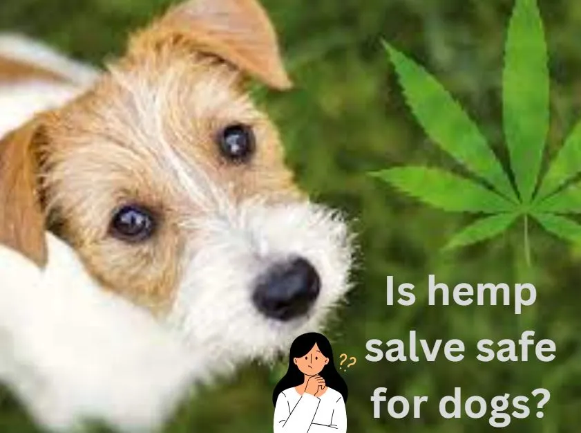 Is Hemp Salve Safe for Dogs?