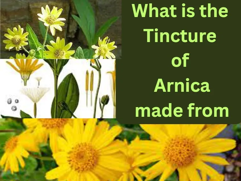 What is the Tincture of Arnica Used for